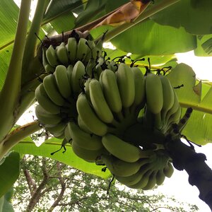 Food bananas plant