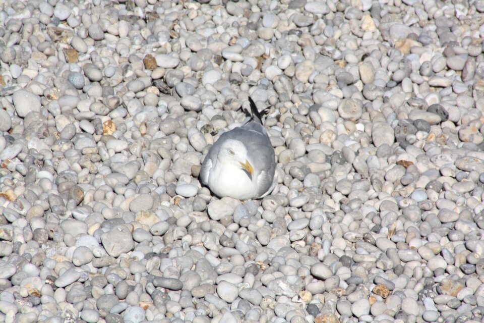 Plumage beach wing