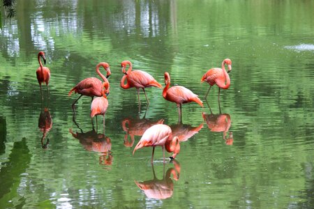 Wildlife avian pink