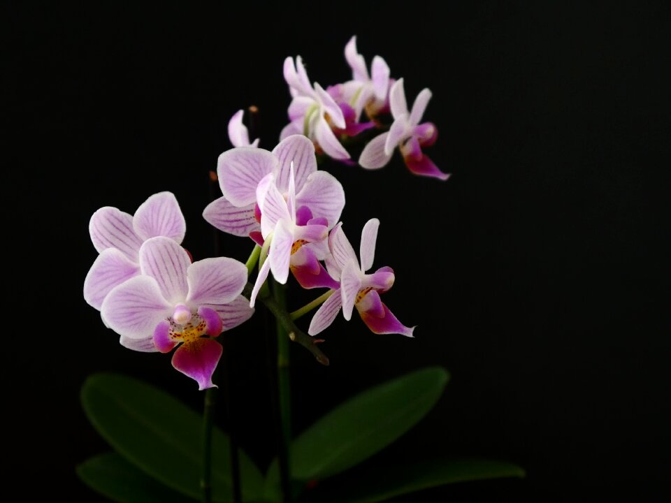 Blossom bloom flower