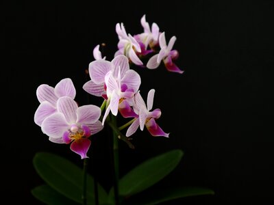 Blossom bloom flower