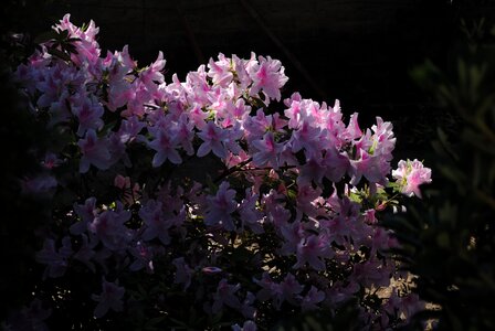 Sun spring plant