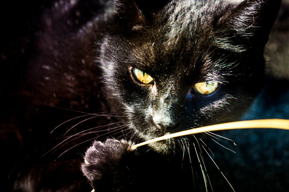 Cat's eyes close up cute