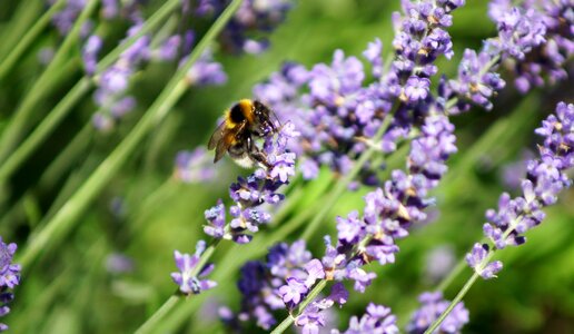Flowers plant hummel