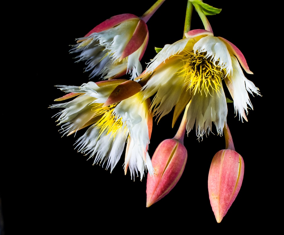 Bloom white flowering twig