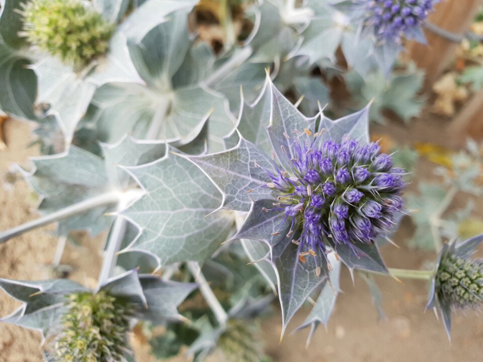 Plant dune purple