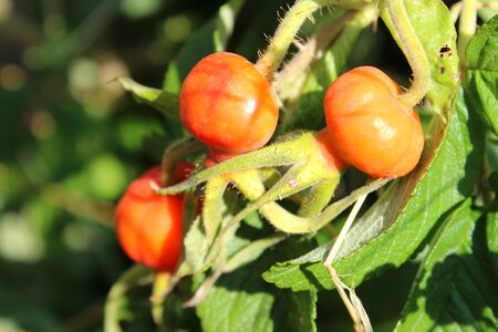 Rose hip rose seeds rose photo