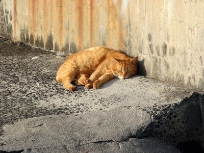 The world of animals the face of the cat animal portraits