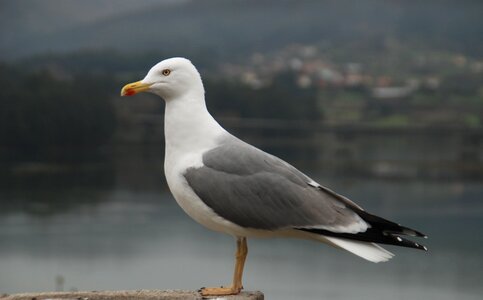 Nature seagull freedom photo