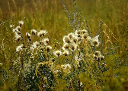 Thistles figure summer