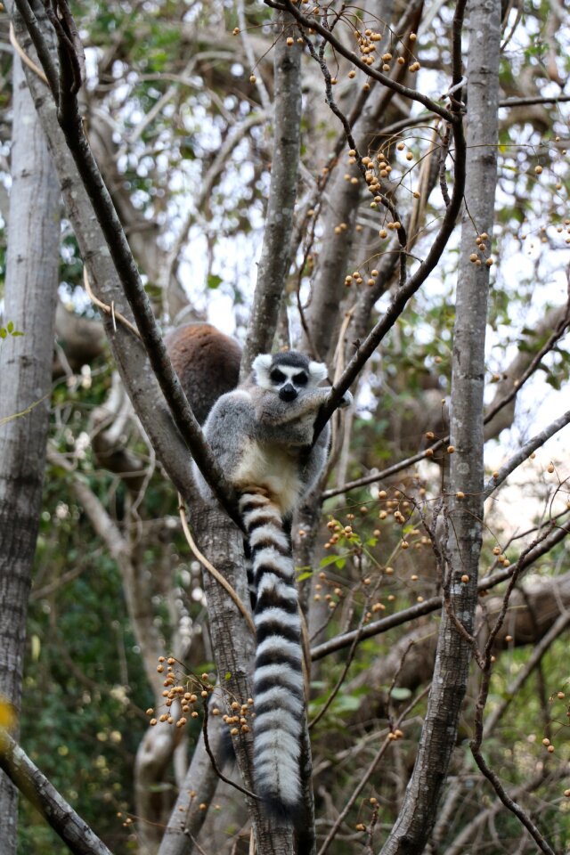 Madagascar hairy mammal