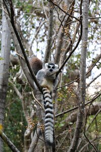 Madagascar hairy mammal