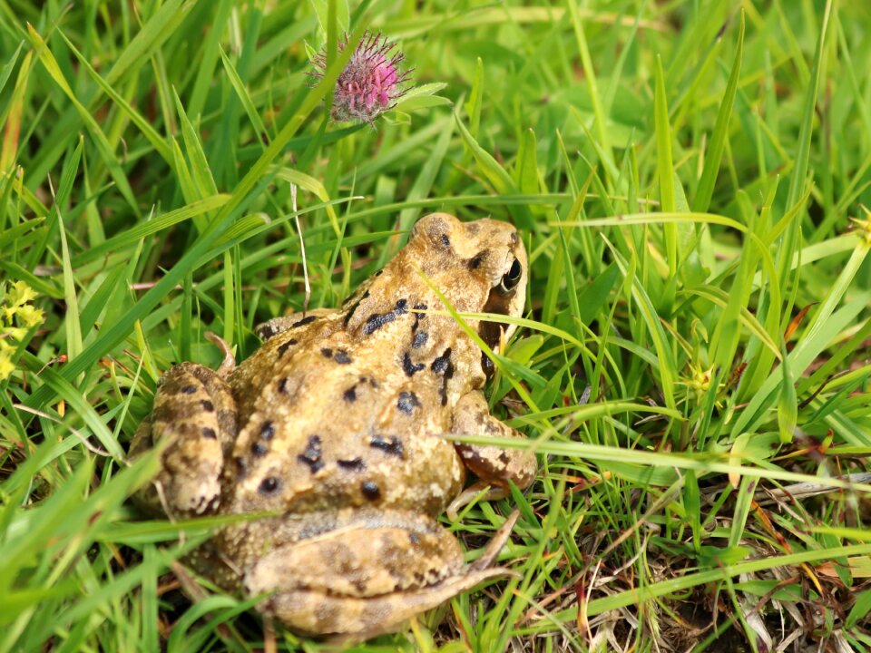 Animal animal world amphibians
