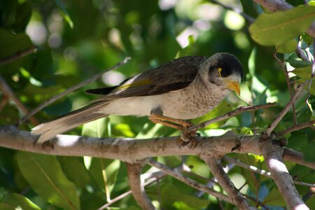 Wildlife fauna nature