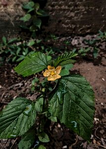 Nature flower raindrop