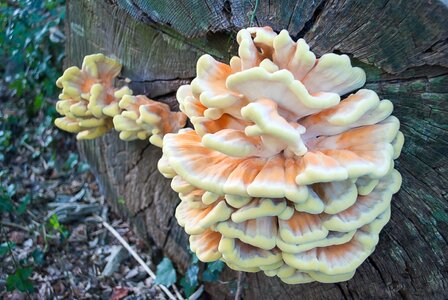 Nature fungi tree trunk