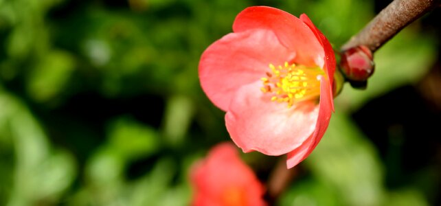 Flowers garden flora