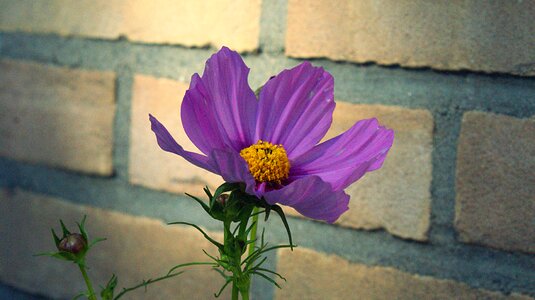 Flowers nature vegetable