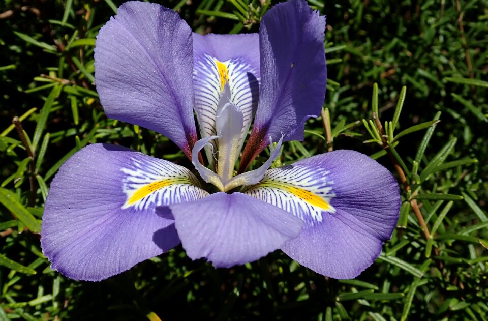 Garden nature