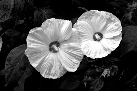 Monochrome black and white hibiscus photo