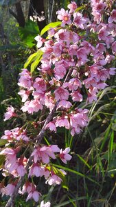 Peach flora vegetation photo