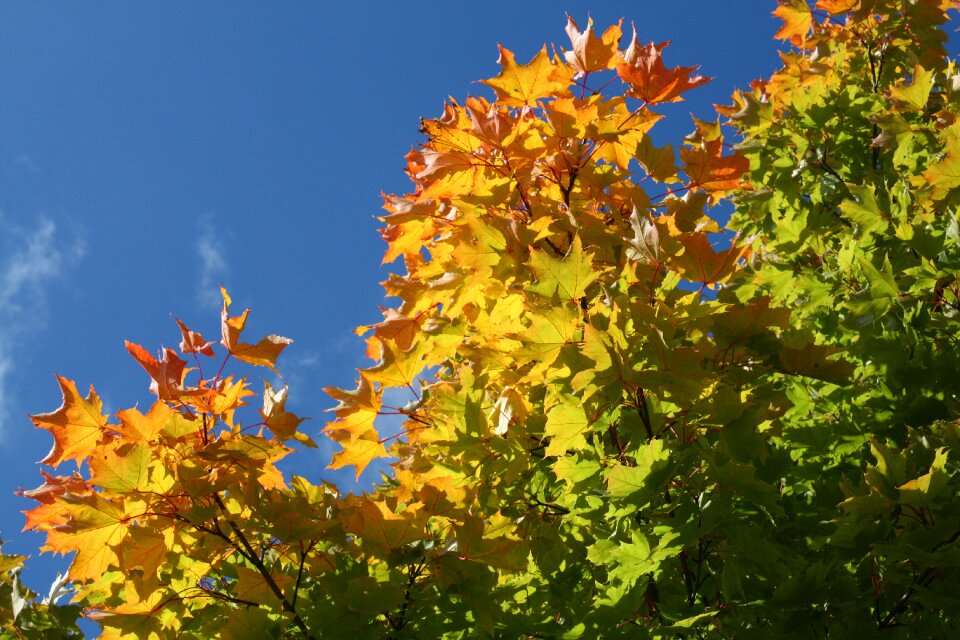 Color tree colorful photo