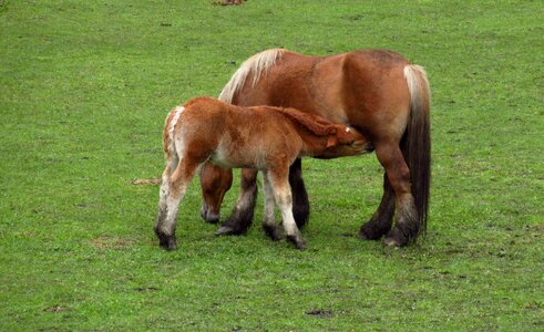 Nature brown equine