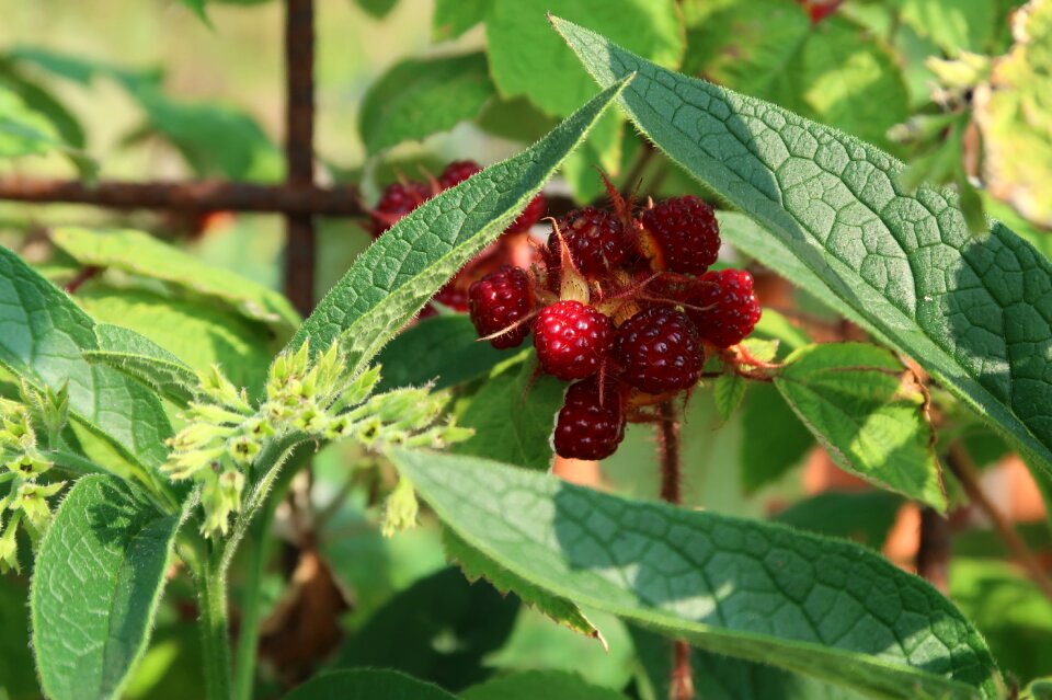 Comfrey permaculture berry