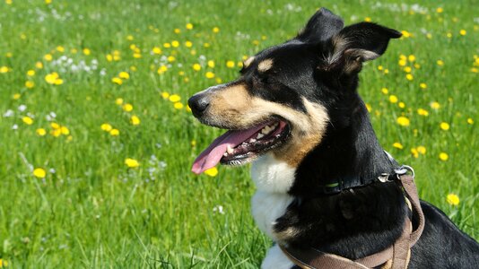 Pet dog head head photo