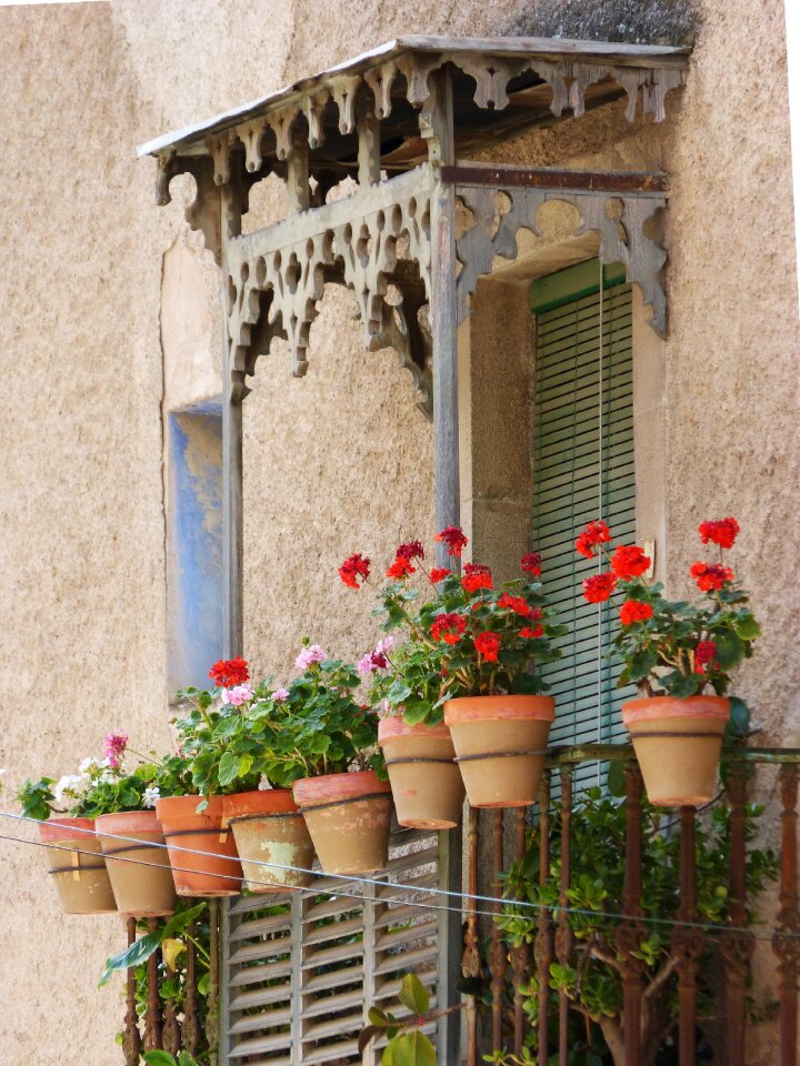 Old geraniums marquee