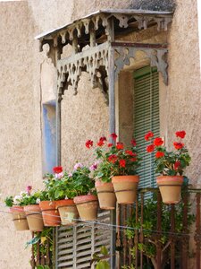 Old geraniums marquee photo
