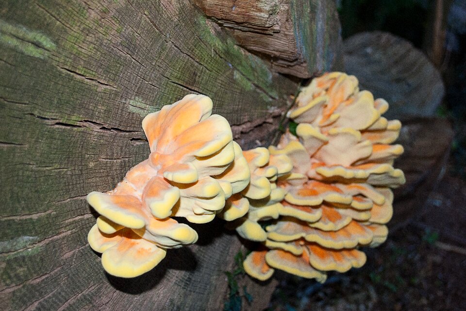 Nature forest mushrooms