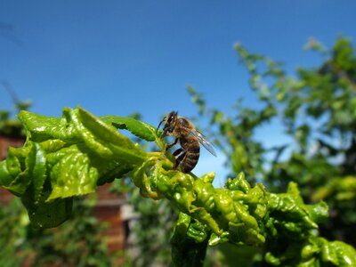 Bees leaves sitting