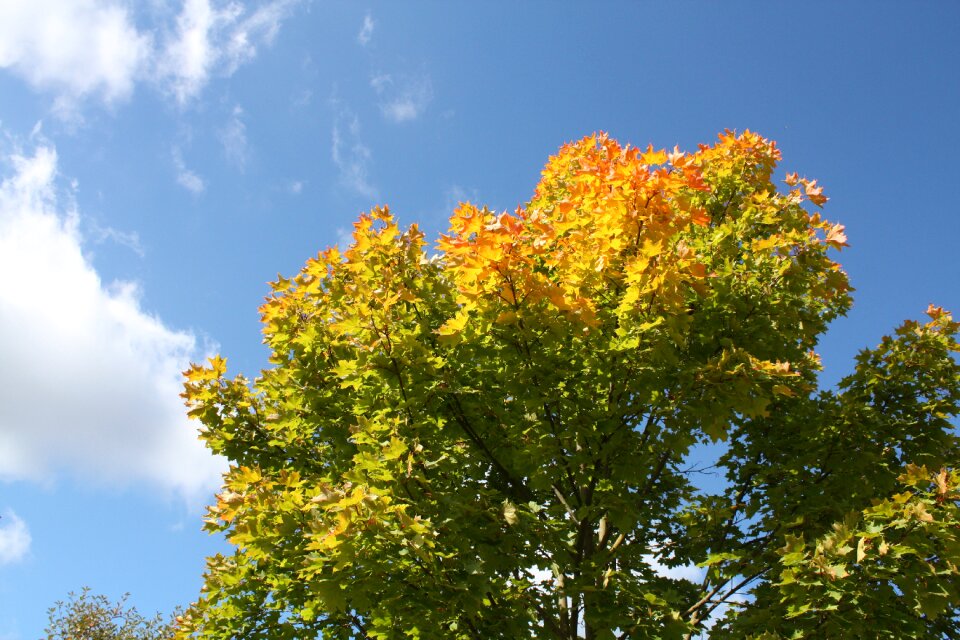 Nature color bright