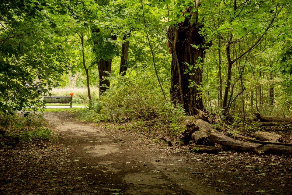 Summer bench environment