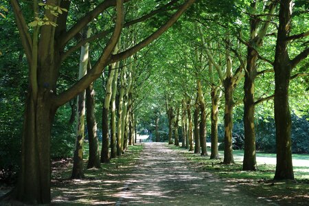 Trees forrest