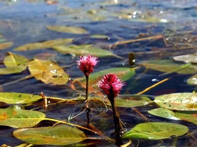Lake nature summer