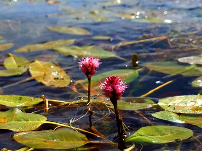 Lake nature summer photo