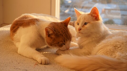 Animals feline gata