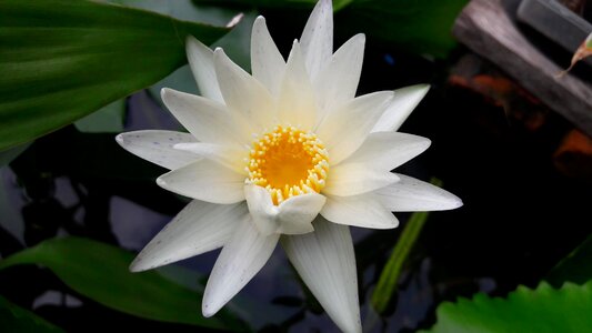Lotus flowers plant