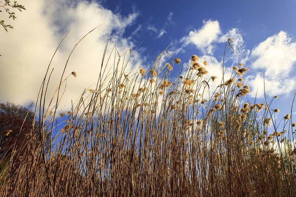 Teichplanze marsh plant clouds