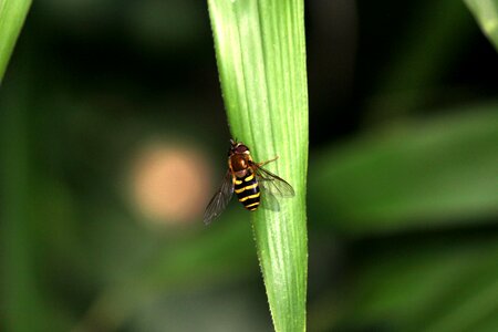Hoverfly insects nature photo