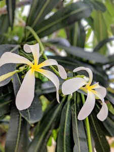 White flower