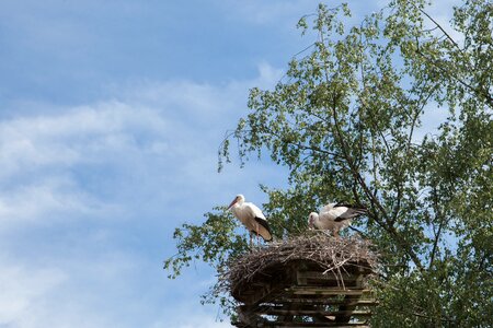 Bird storchennest pair