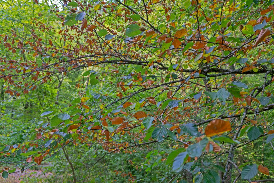 Beech book die lack of water