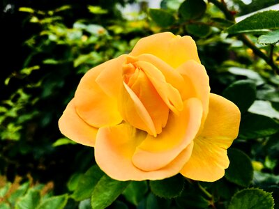 Rose bloom garden summer