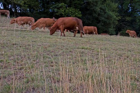 Pasture heat the lack of feed