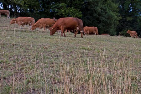 Pasture heat the lack of feed photo