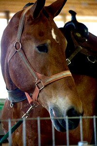 Animal equine ranch photo