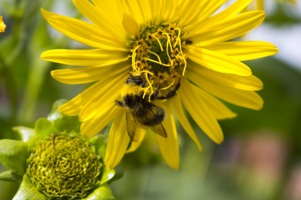 Bloom insect nature
